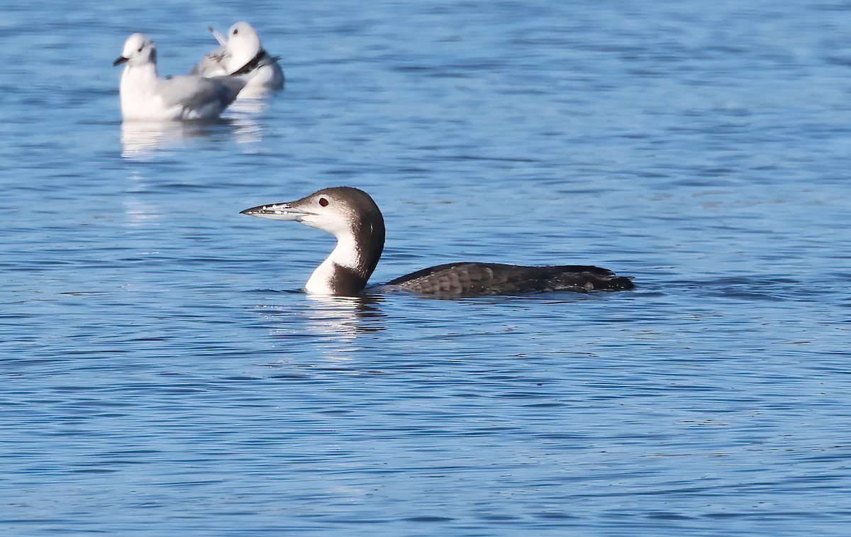 Common Loon - ML647435328