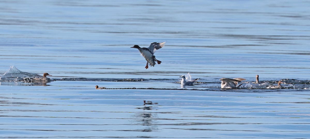 Serreta Mediana - ML647435357