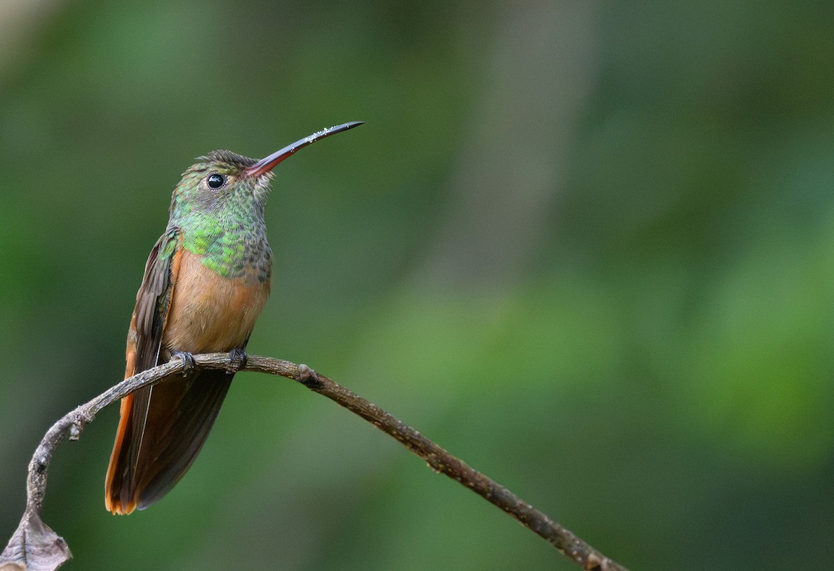 Buff-bellied Hummingbird (Yucatan) - Luis Trinchan