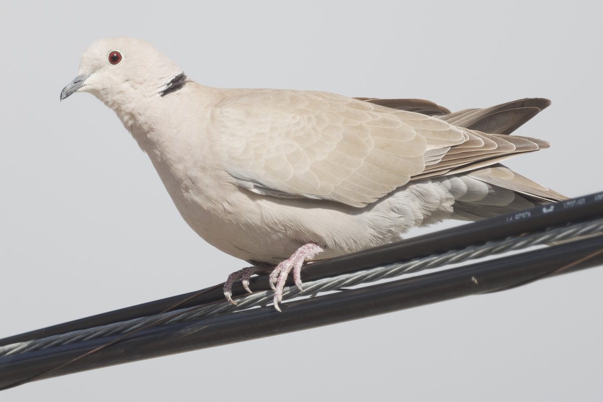 African Collared-Dove - ML647435361