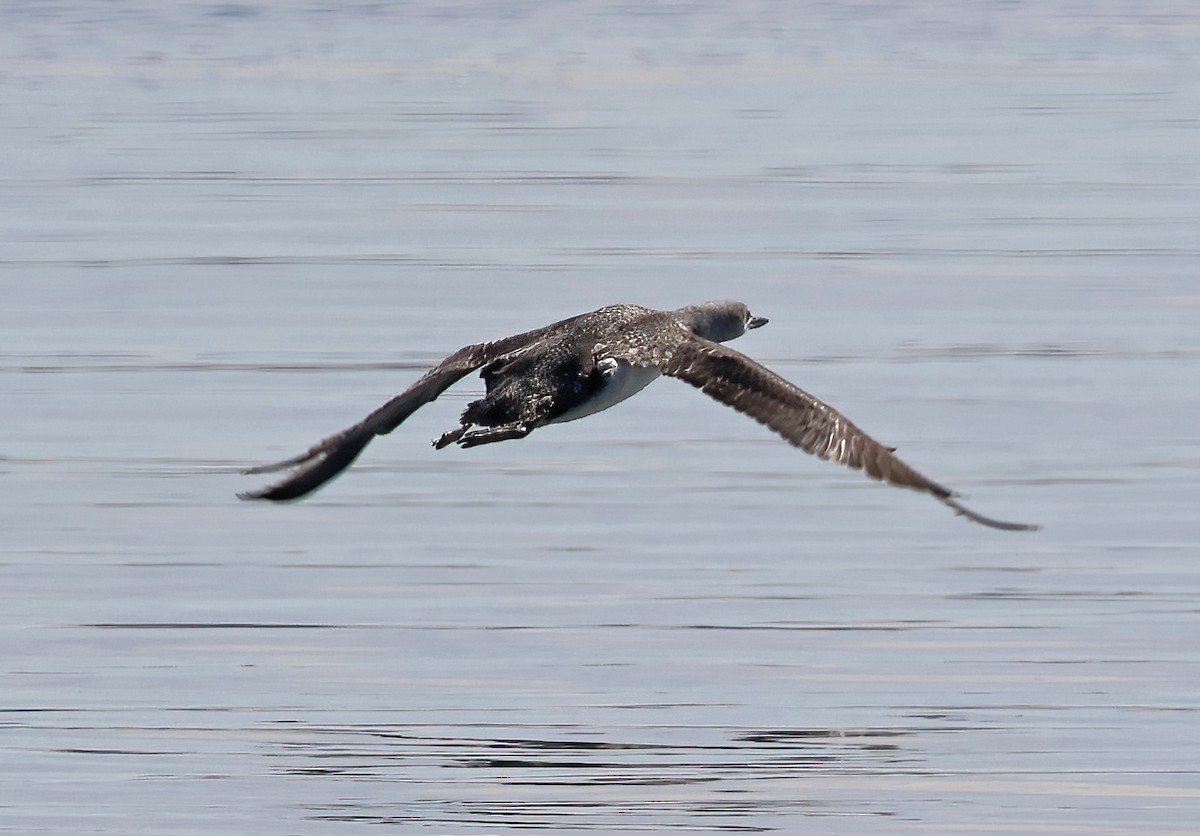 Plongeon catmarin - ML647435367