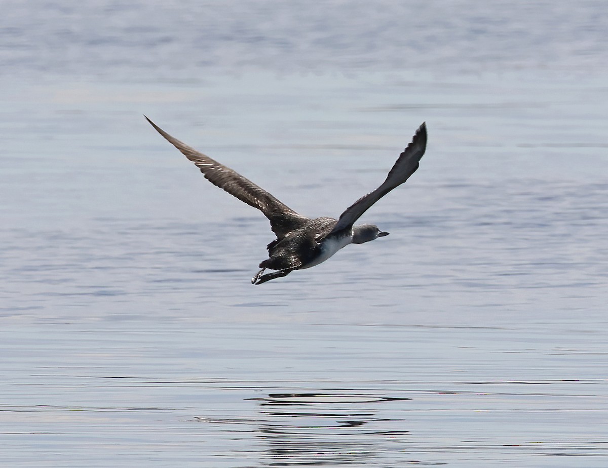 Plongeon catmarin - ML647435368