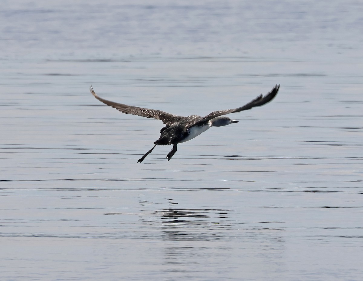 Plongeon catmarin - ML647435369