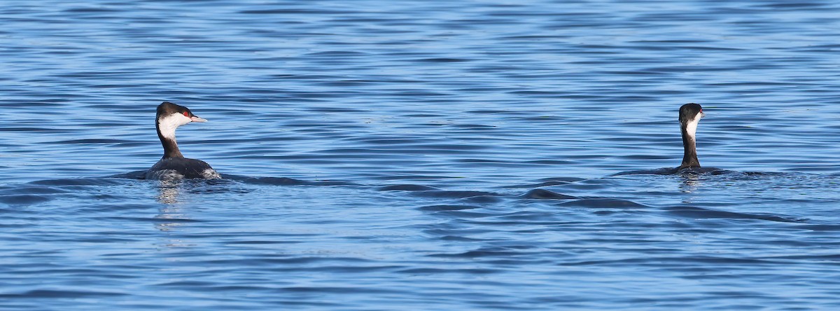 Horned Grebe - ML647435383