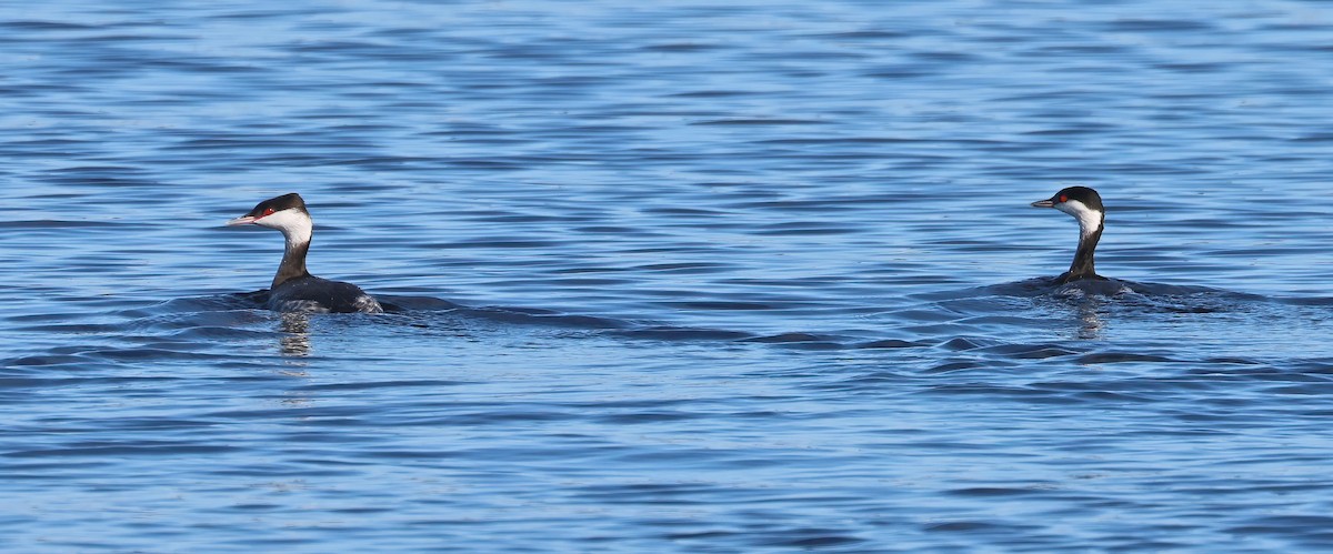 Horned Grebe - ML647435384