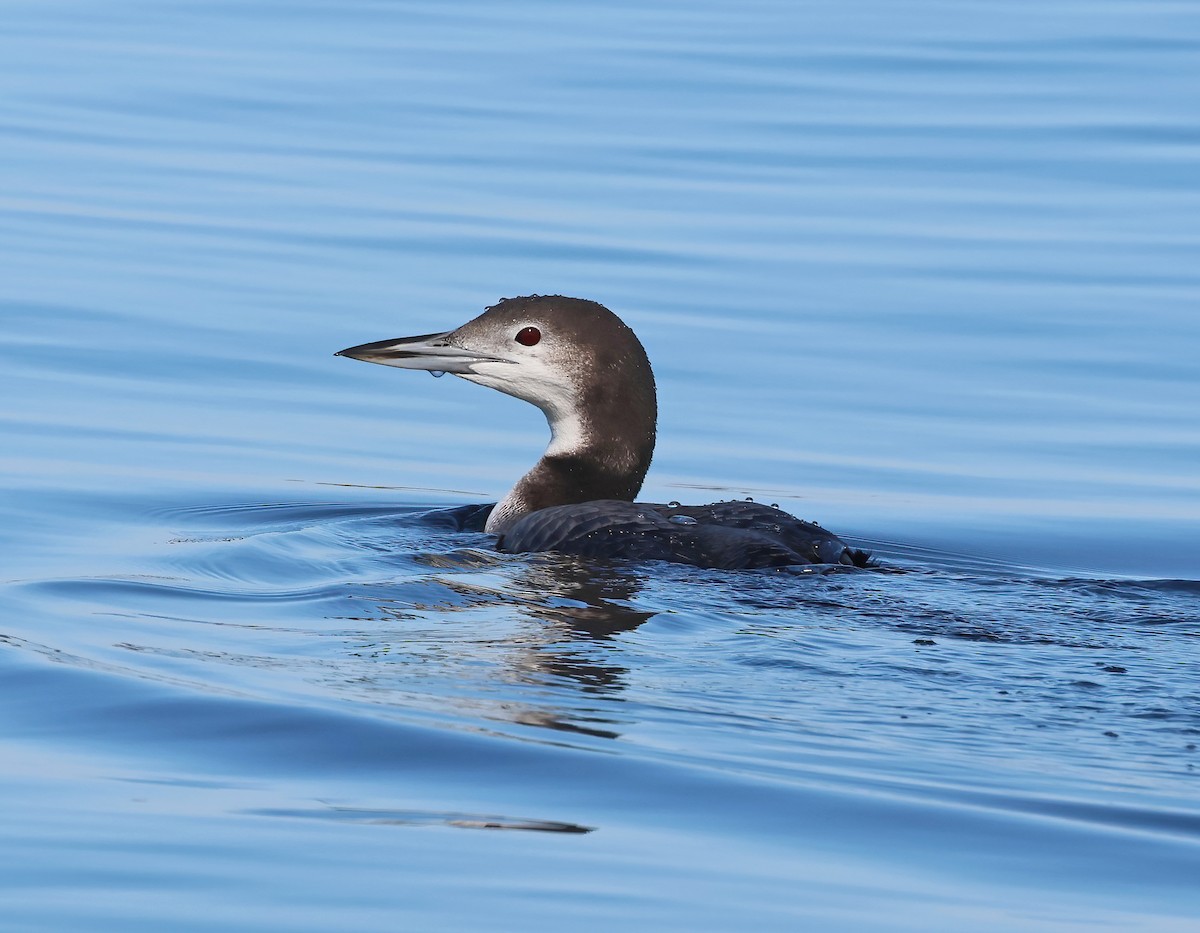 Common Loon - ML647435391
