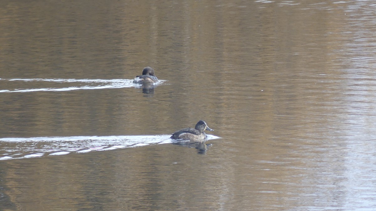 צולל צווארון - ML647435395