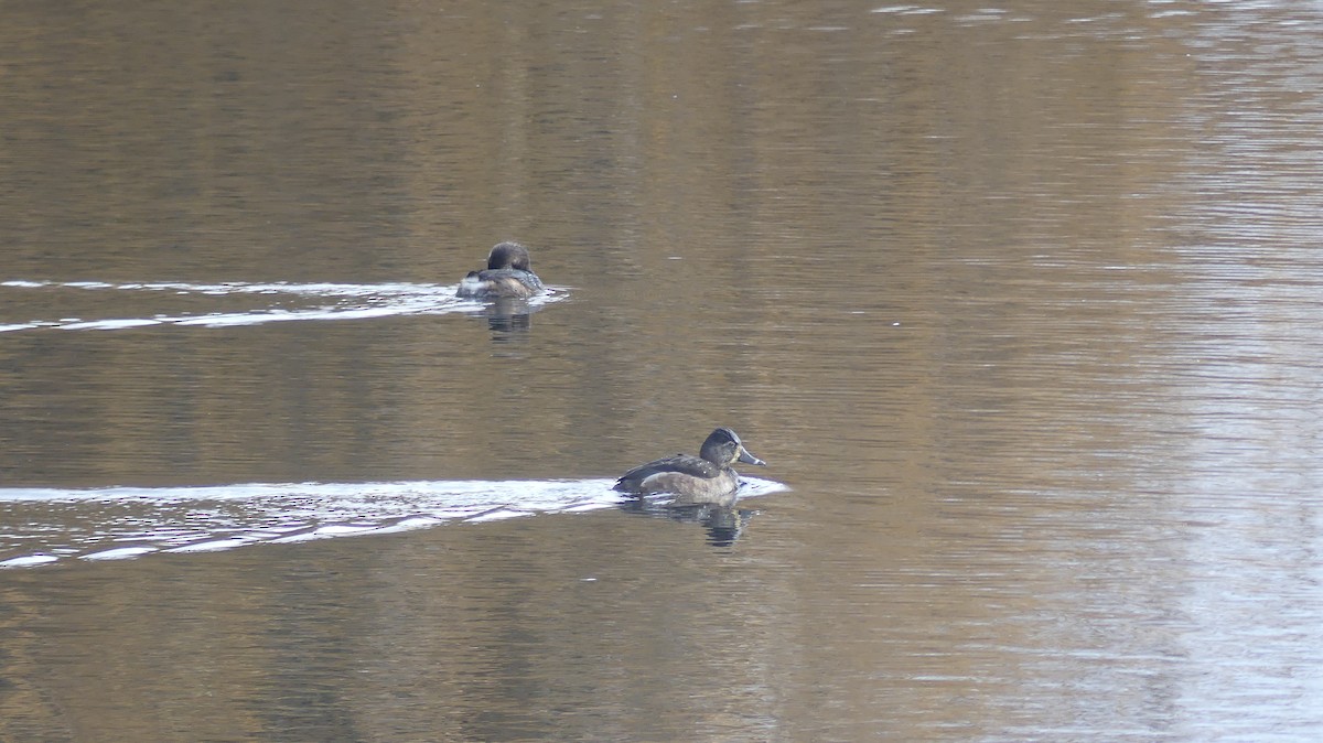 צולל צווארון - ML647435396