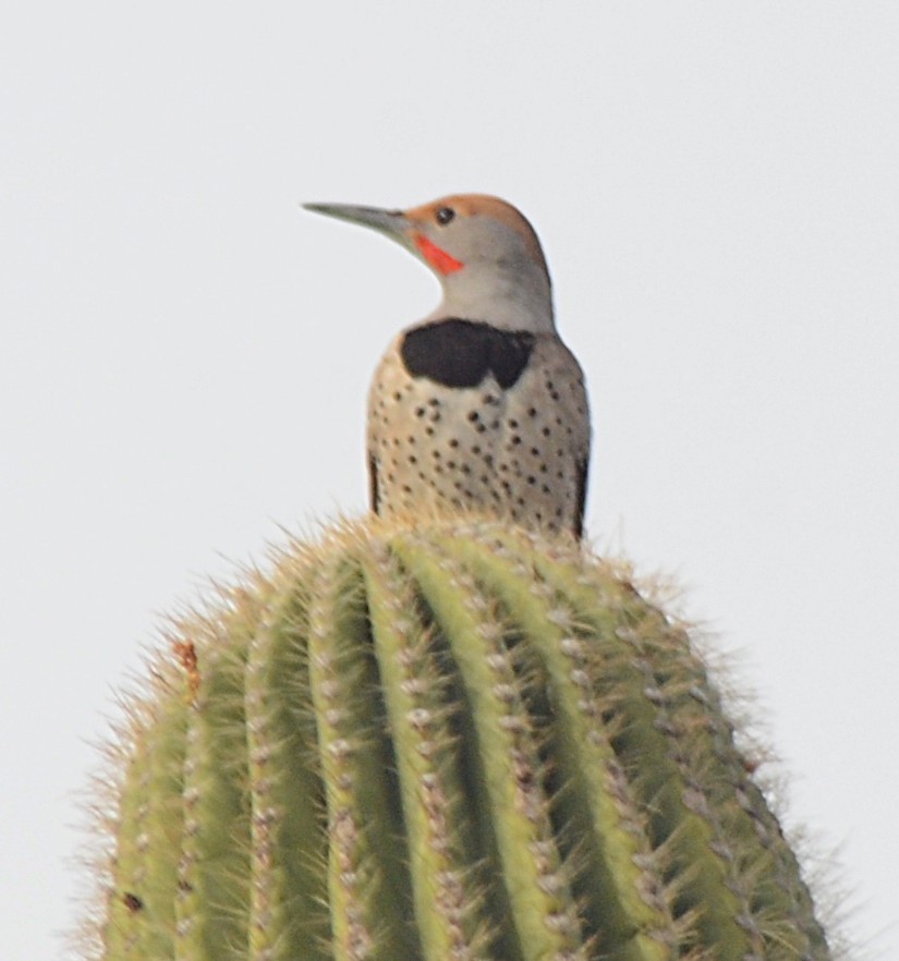 Gilded Flicker - ML647435415
