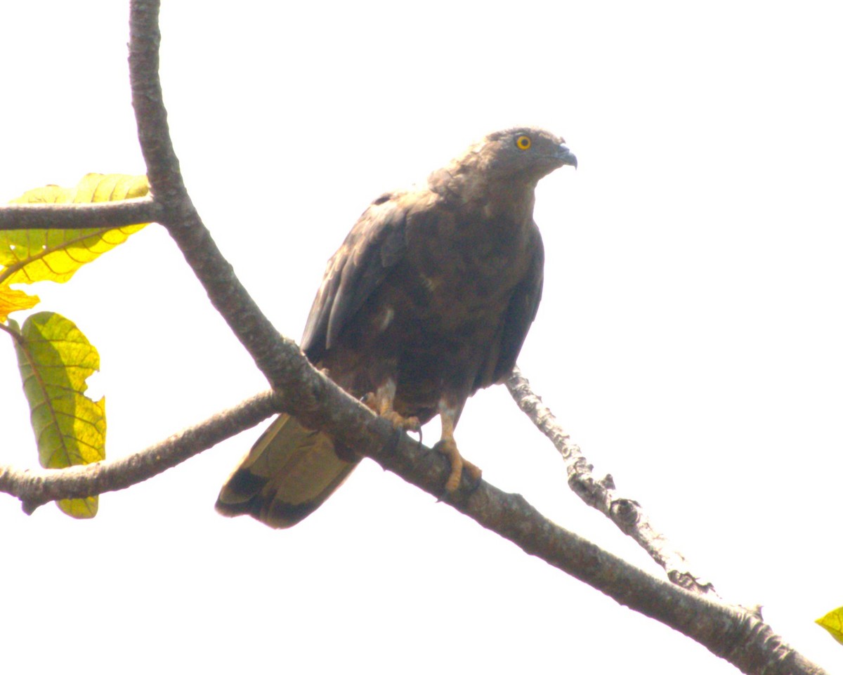 European Honey-buzzard - ML647435419