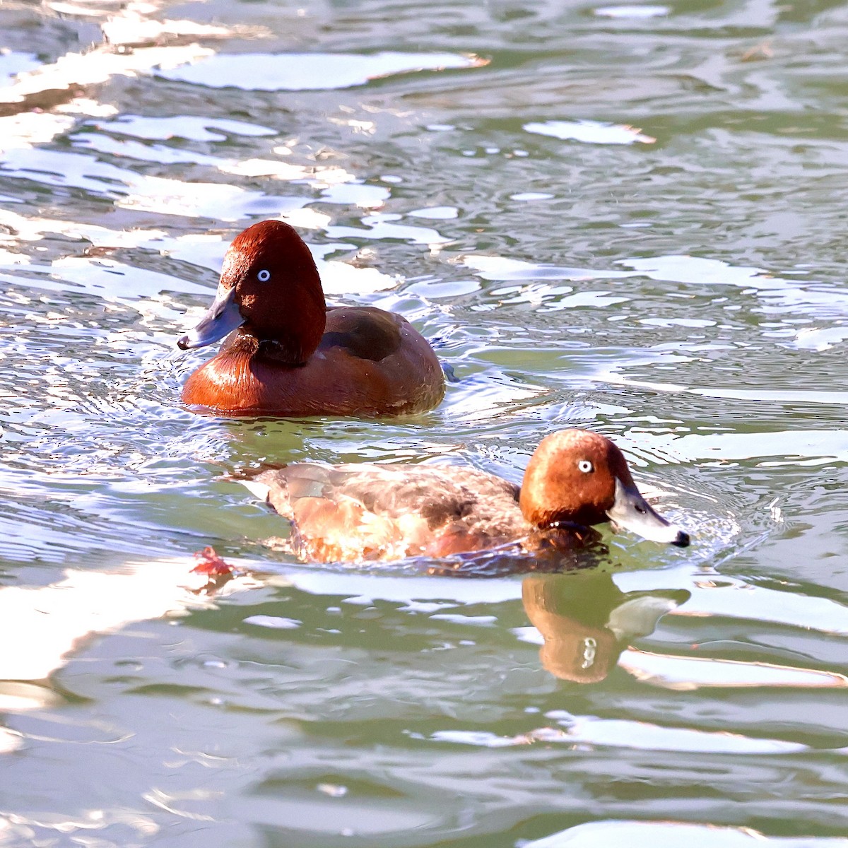 Чернь білоока - ML647435427