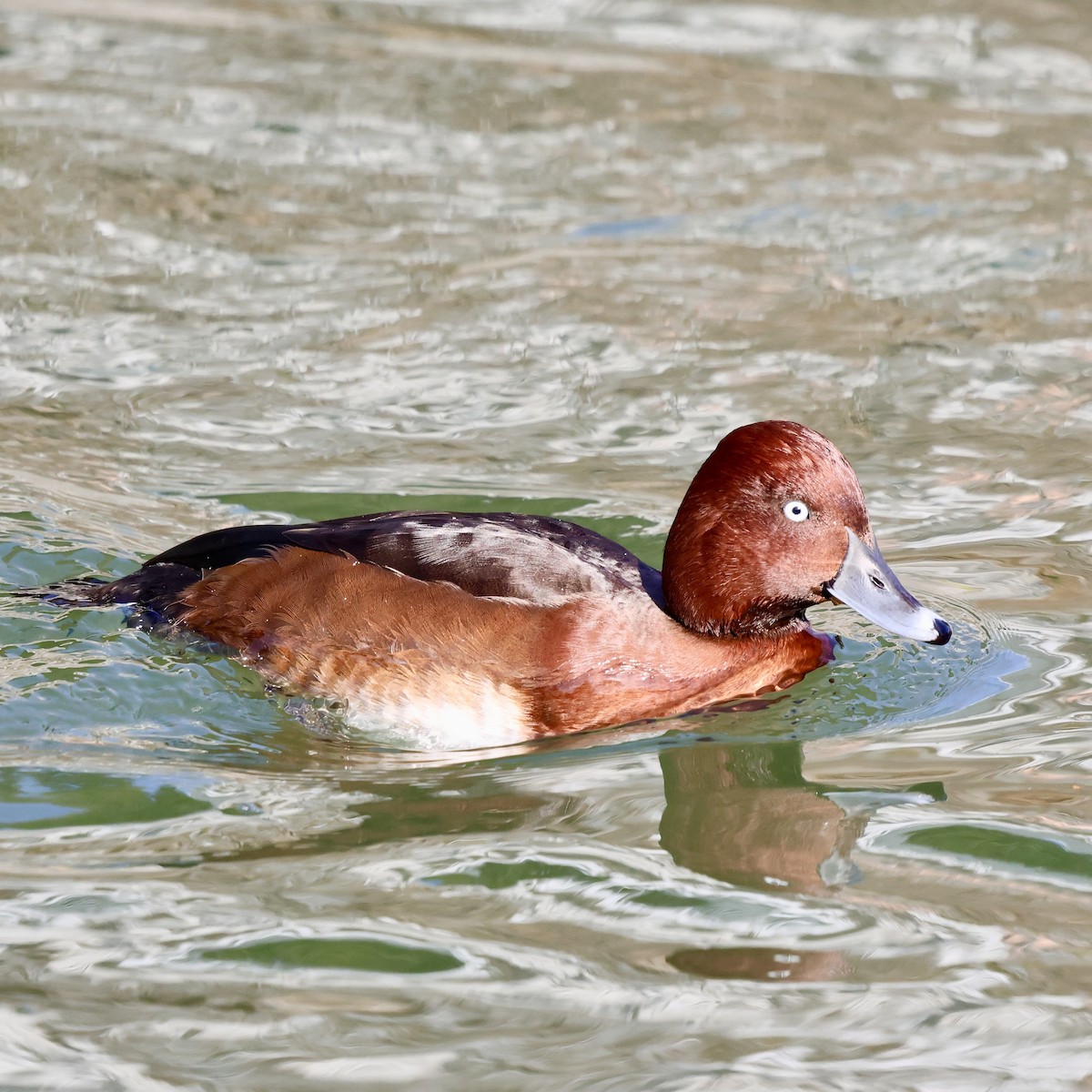 Чернь білоока - ML647435428