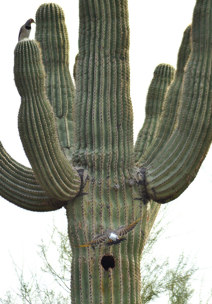 Gilded Flicker - ML647435440