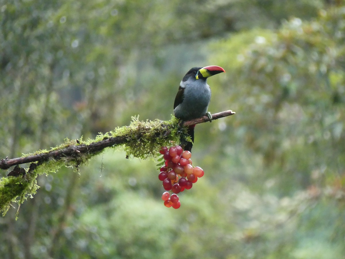 Tucán Pechigrís - ML647435453