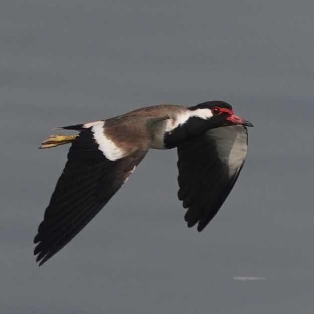 Büyük Kızkuşu - ML647435454