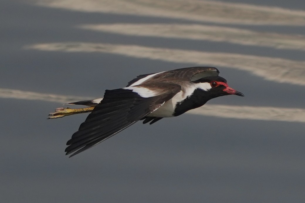 Büyük Kızkuşu - ML647435455