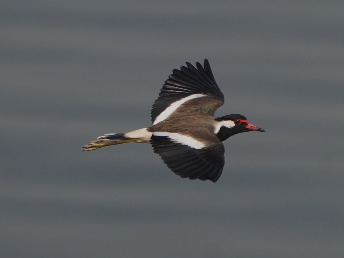 Büyük Kızkuşu - ML647435456