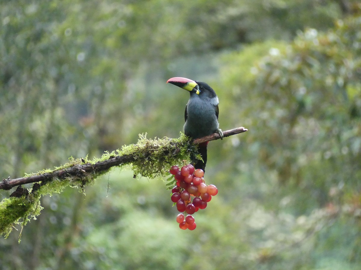 Tucán Pechigrís - ML647435457