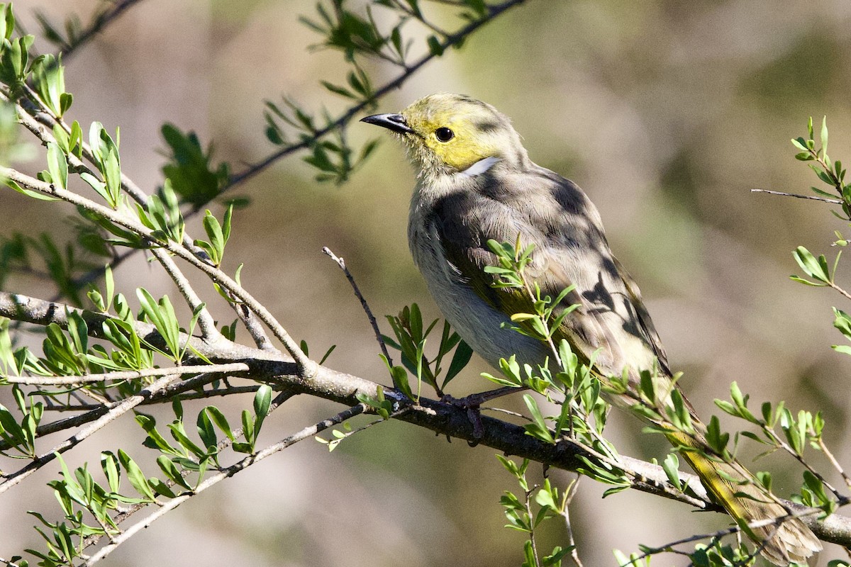 White-plumed Honeyeater - ML647435462