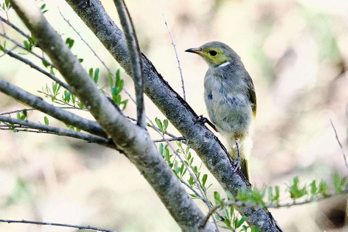 White-plumed Honeyeater - ML647435466