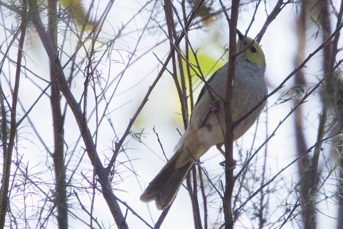 White-plumed Honeyeater - ML647435474