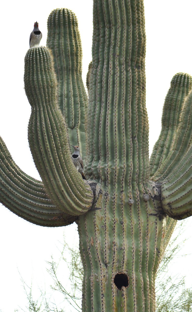 Gilded Flicker - ML647435478