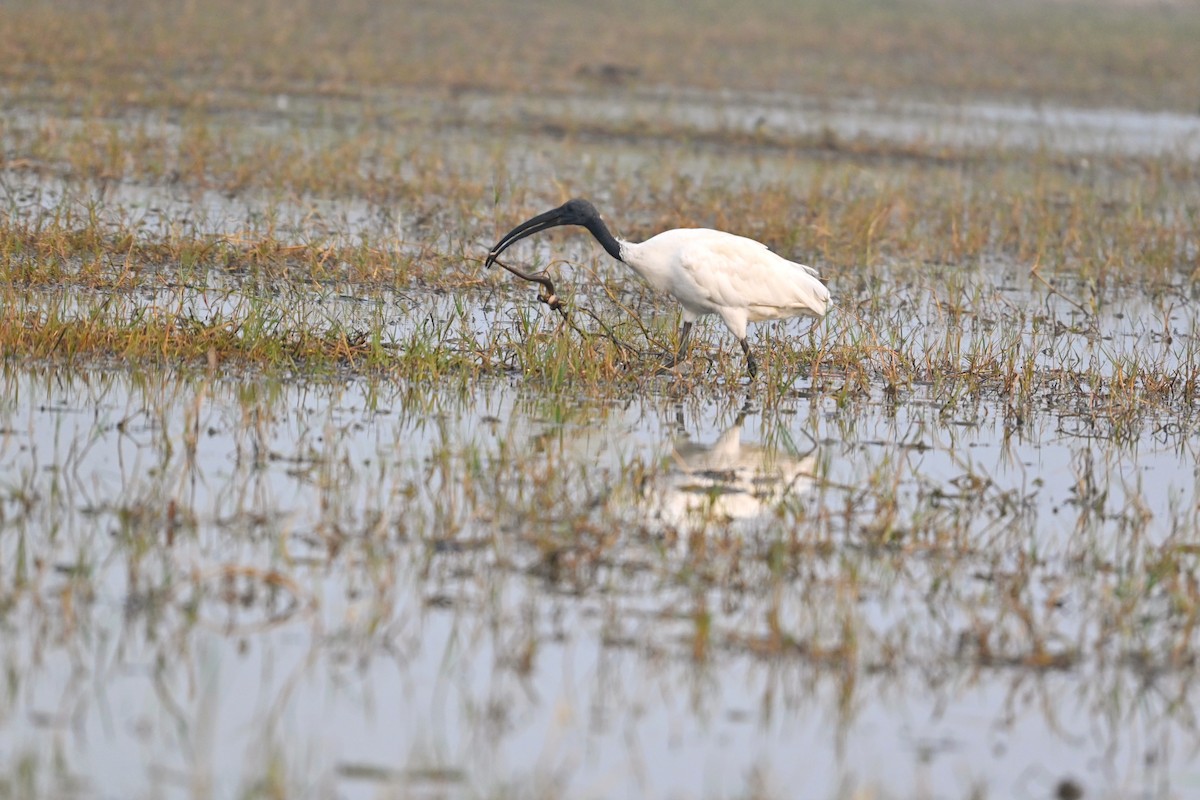 Хүрэн түрүүт билүүс - ML647435495