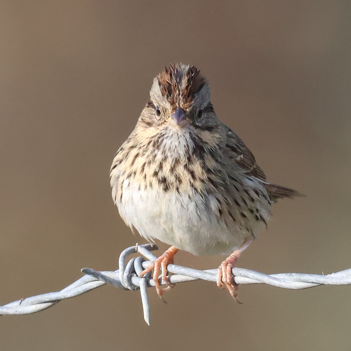 Lincoln's Sparrow - ML647435511