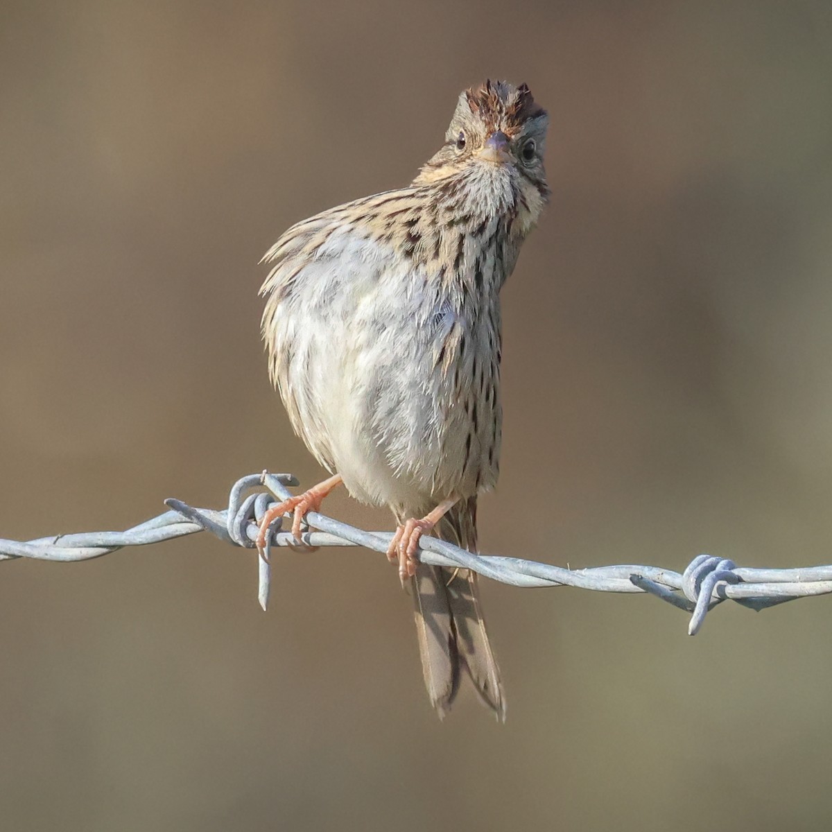 Lincoln's Sparrow - ML647435512