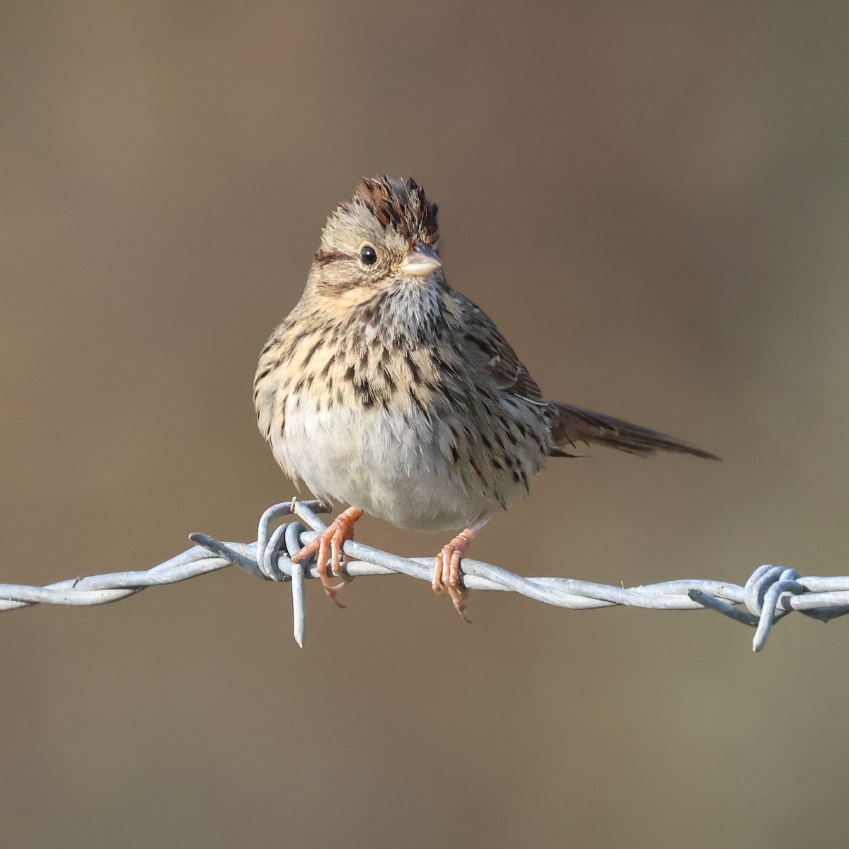 Lincoln's Sparrow - ML647435513