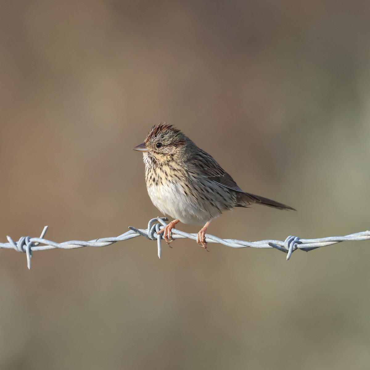 Lincoln's Sparrow - ML647435514