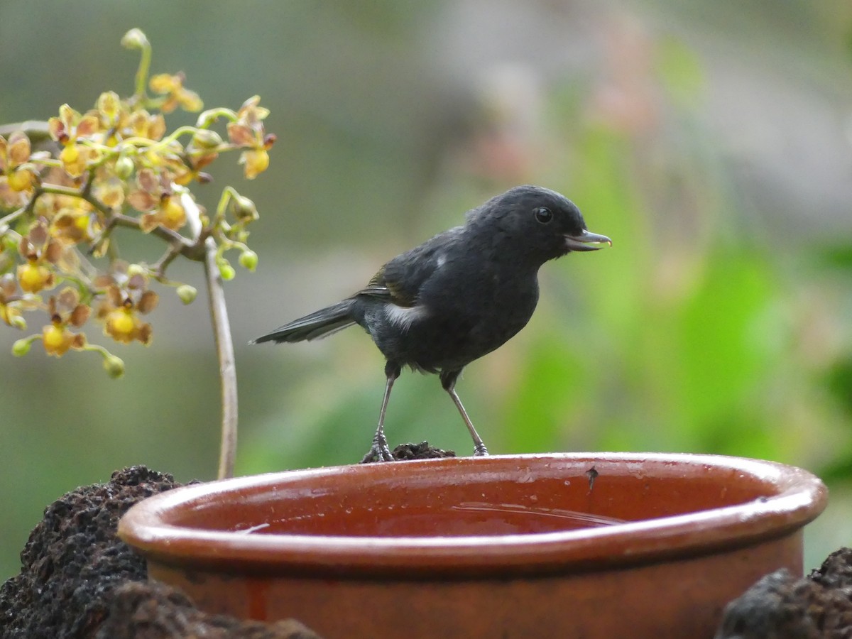 Pinchaflor Flanquiblanco - ML647435515