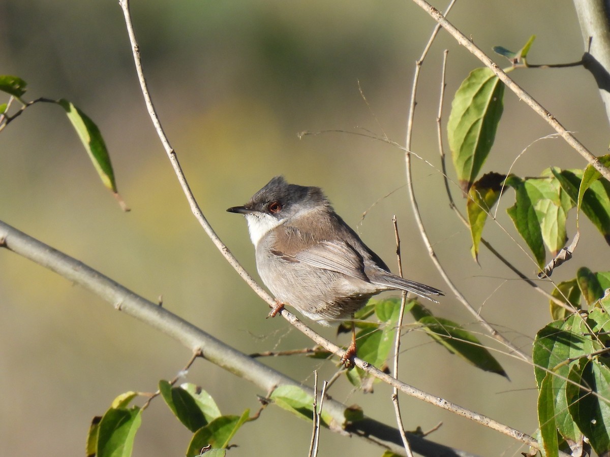 Sardinian Warbler - ML647435519