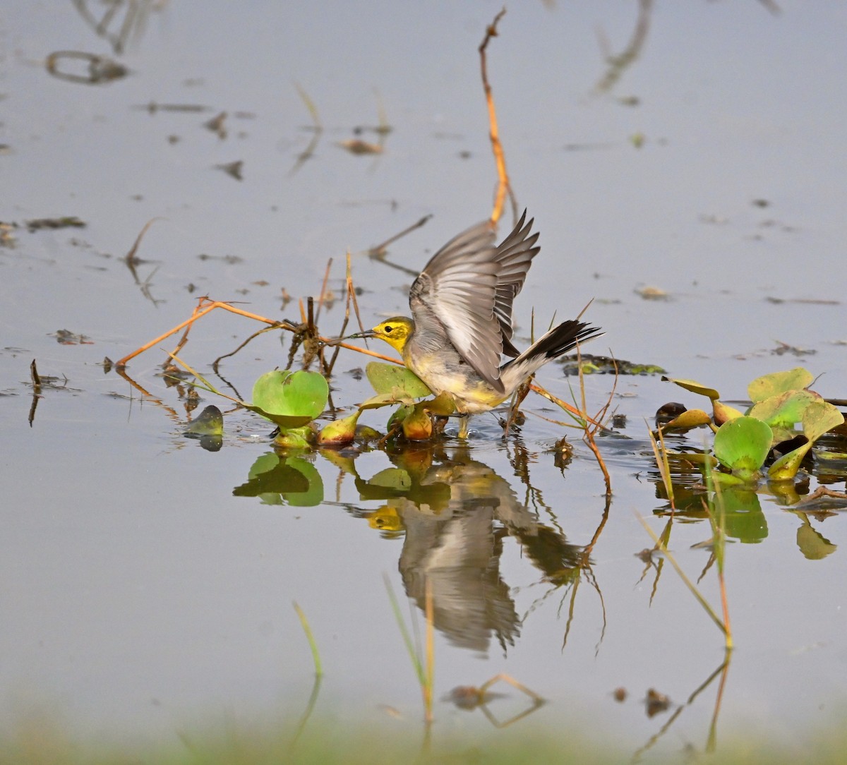 Шар түрүүт цэгцгий - ML647435524