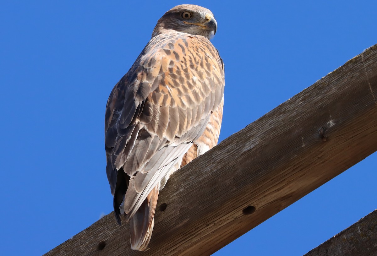 kongevåk - ML647435525