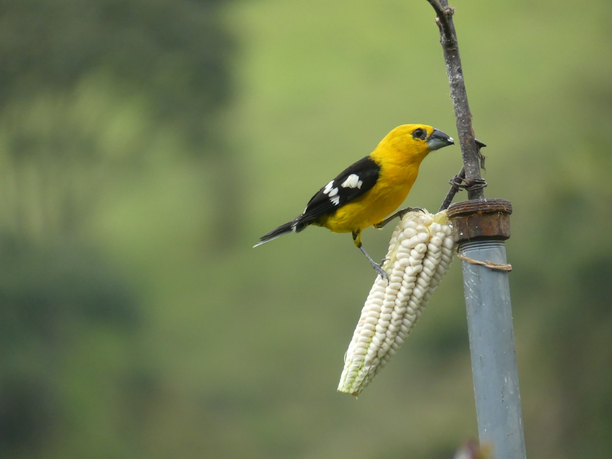 Golden Grosbeak - ML647435527
