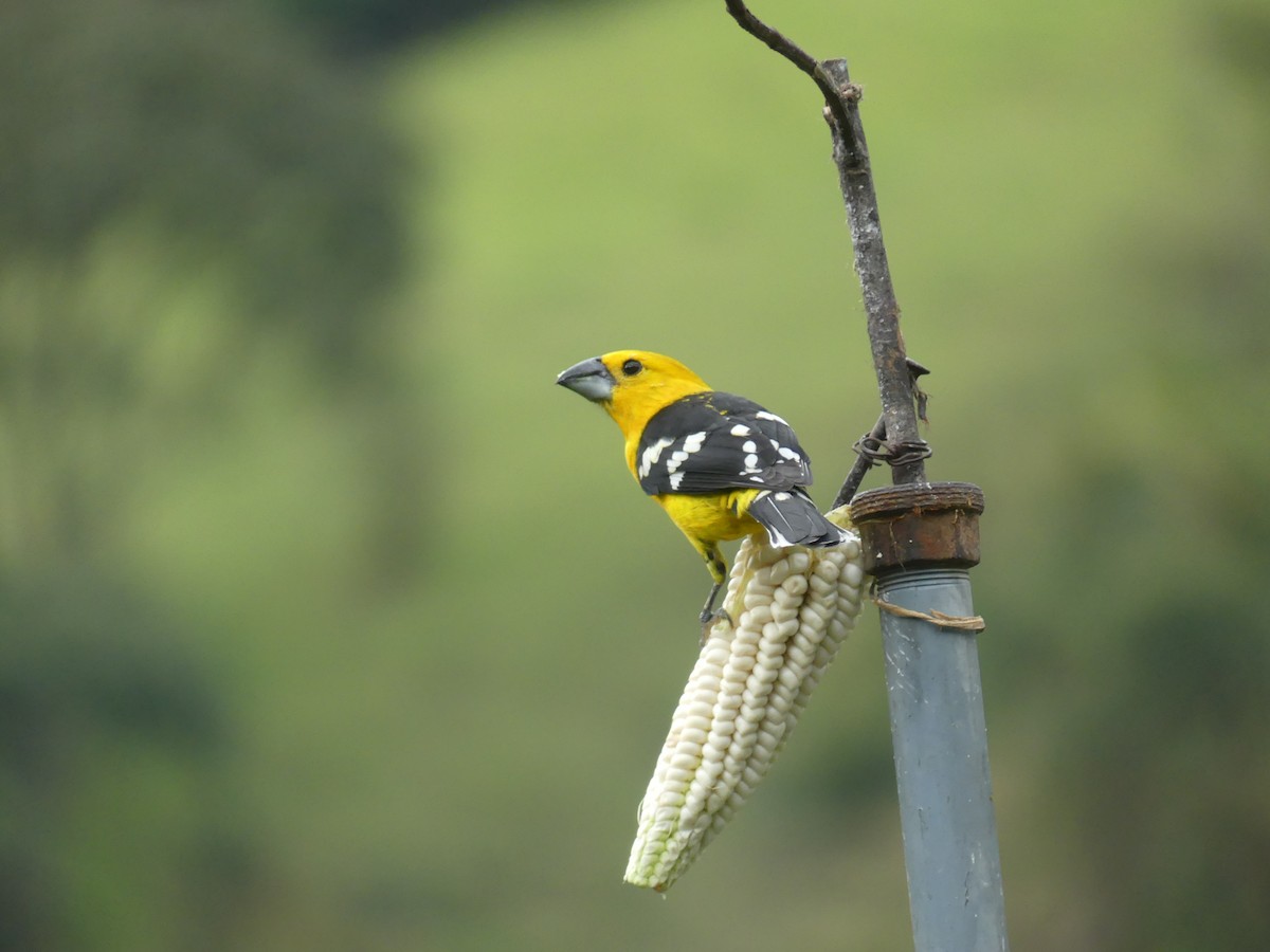 Golden Grosbeak - ML647435528