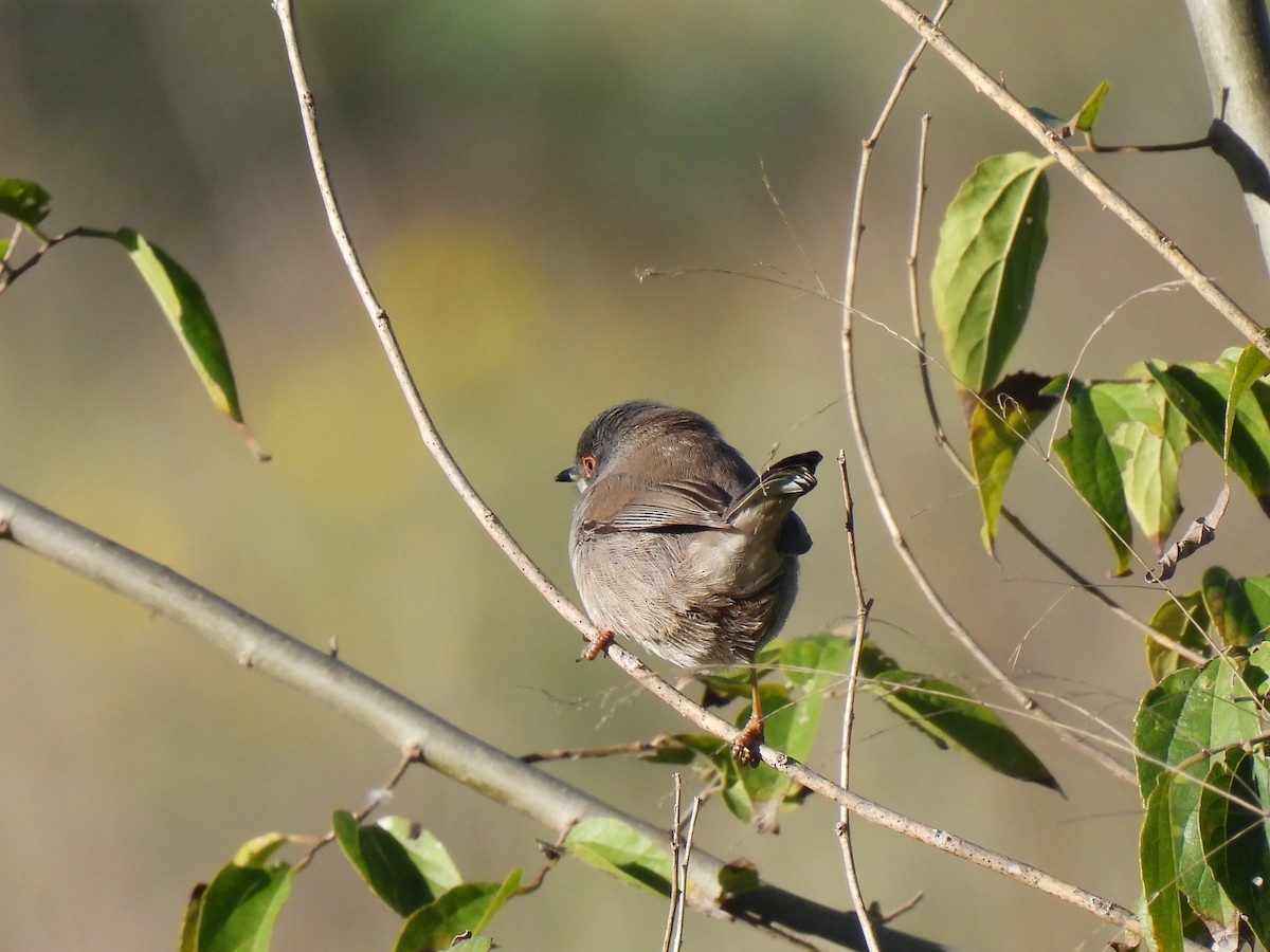 Sardinian Warbler - ML647435556