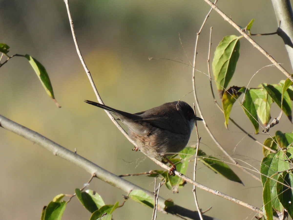 Sardinian Warbler - ML647435574