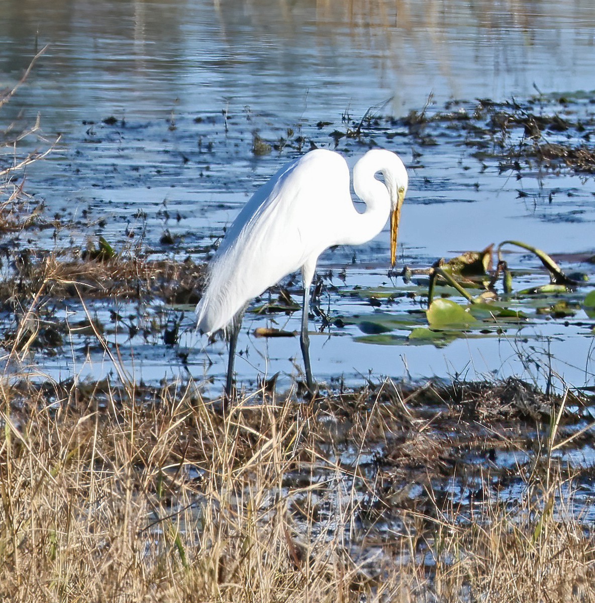 volavka bílá - ML647435583