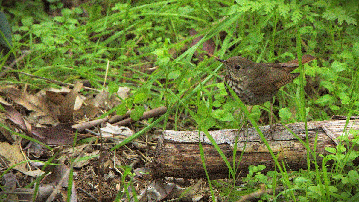 Zorzalito Colirrufo - ML647435625