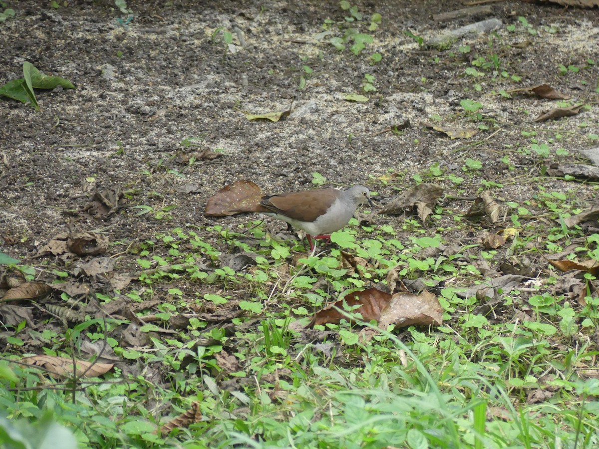 Pallid Dove - ML647435658
