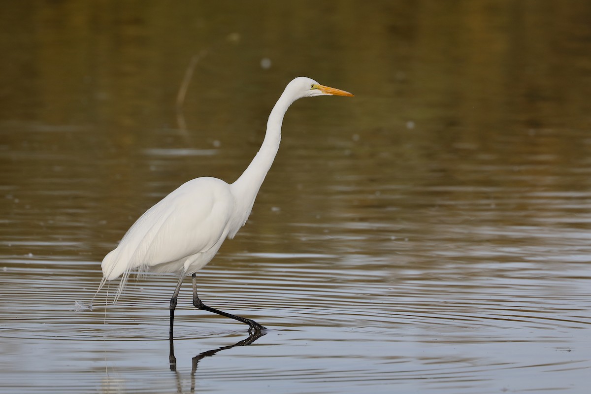 volavka bílá - ML647435660