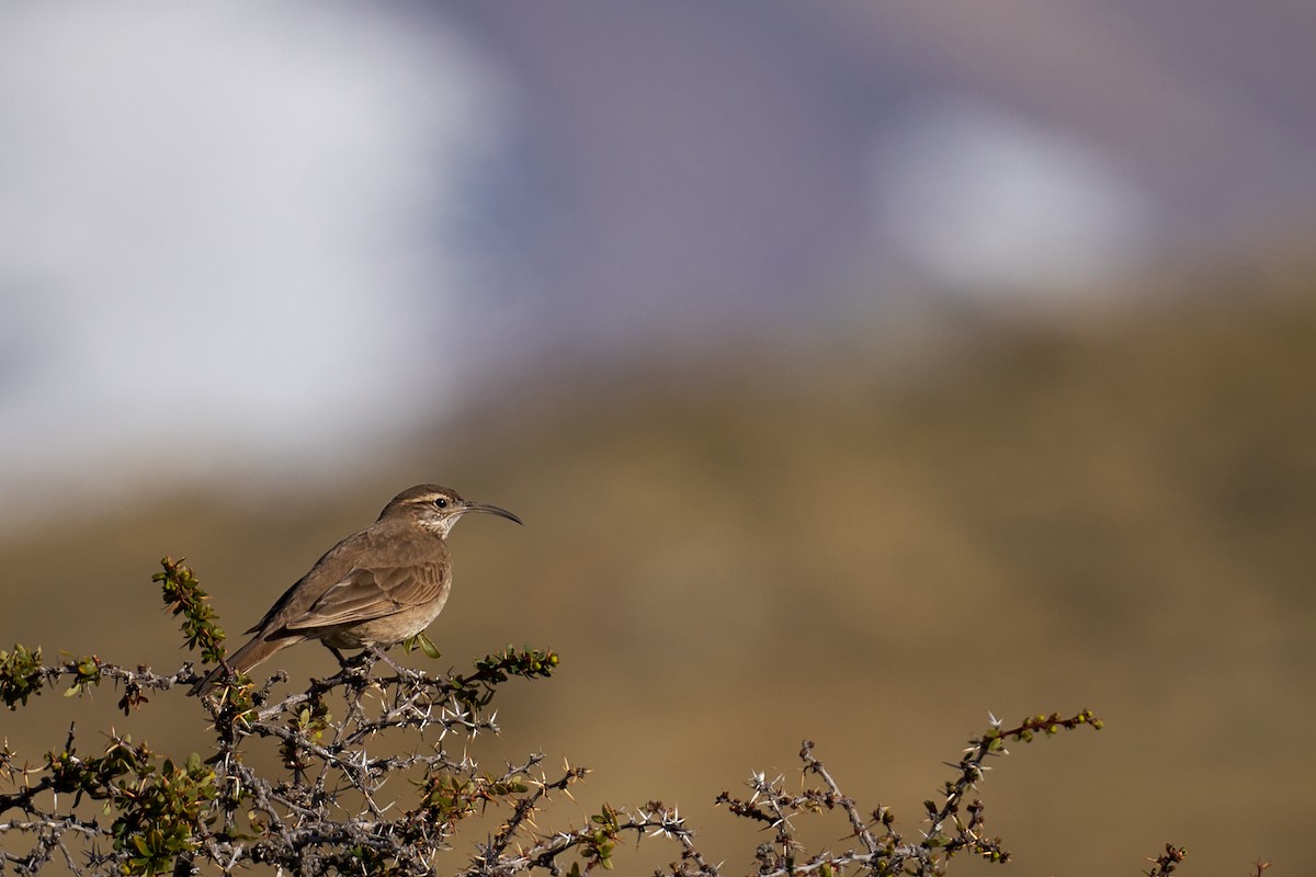 Scale-throated Earthcreeper - ML647435670