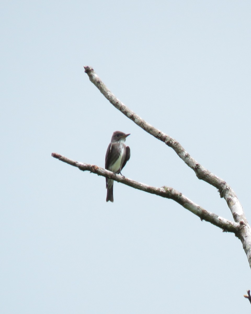 tyranovec severský - ML647435671