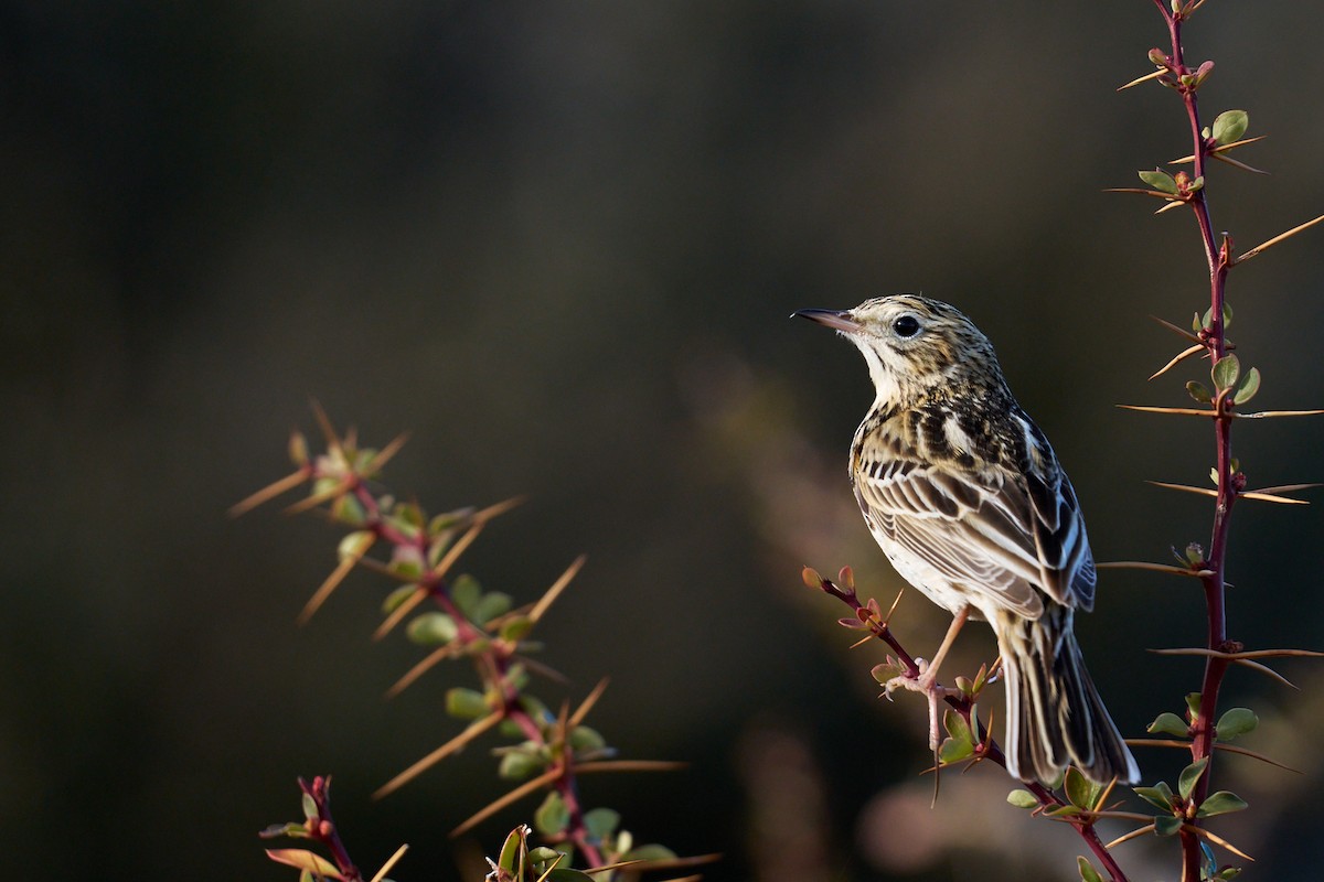 Bisbita Correndera - ML647435696
