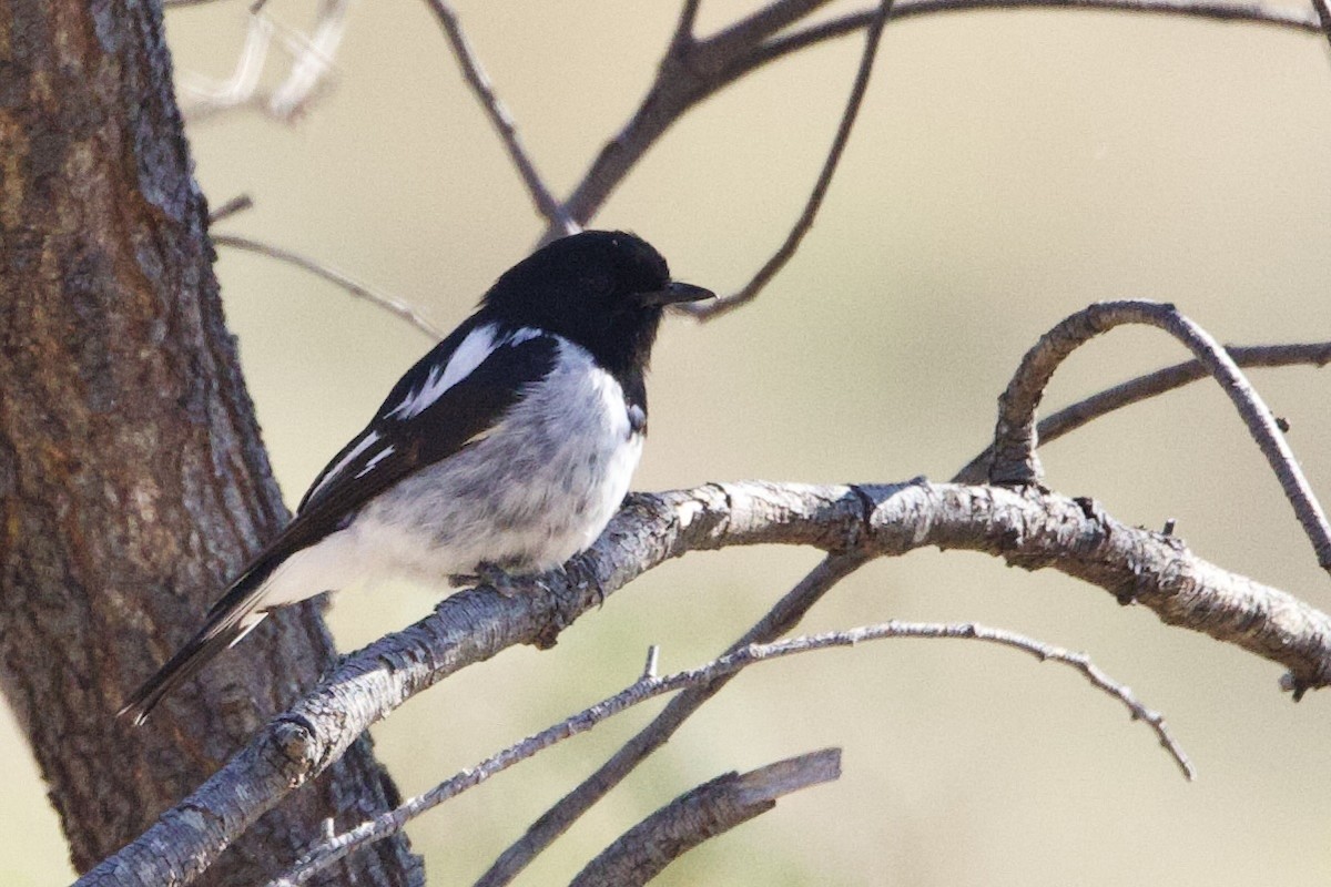 Hooded Robin - ML647435705