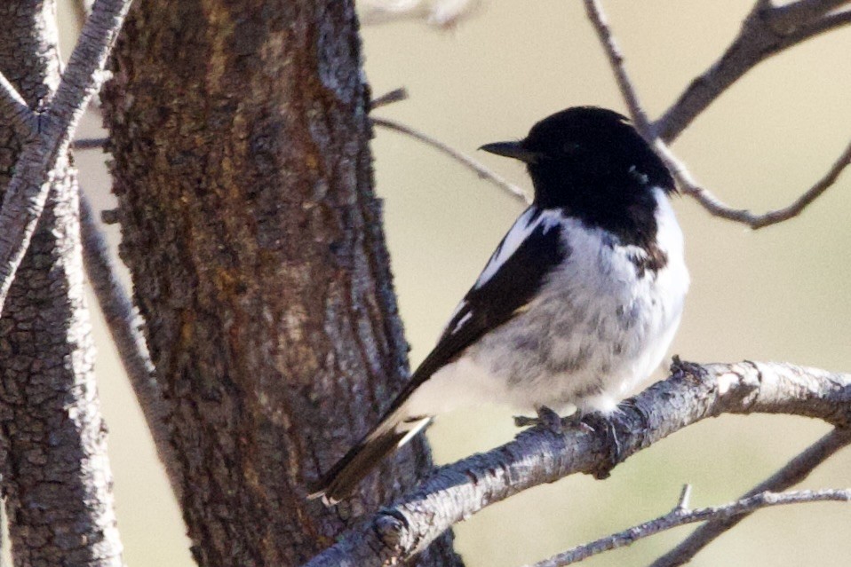 Hooded Robin - ML647435709