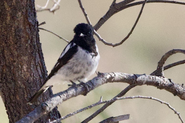 Hooded Robin - ML647435716