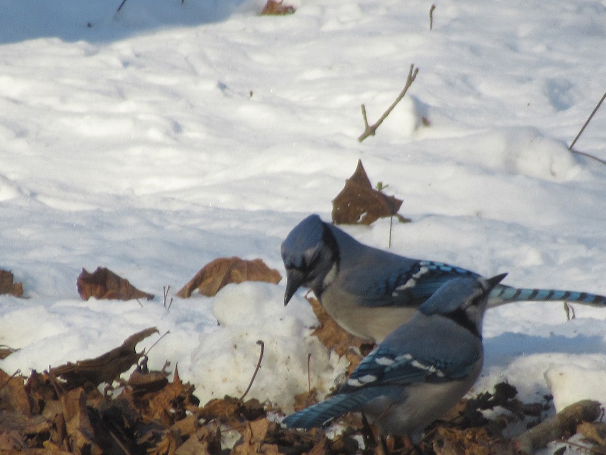 Blue Jay - ML647435717